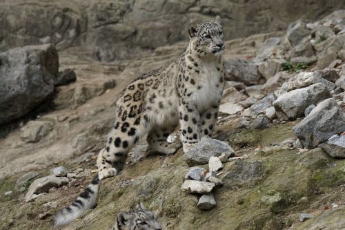 Sniego Leopardas, Katė, Gyvūnai