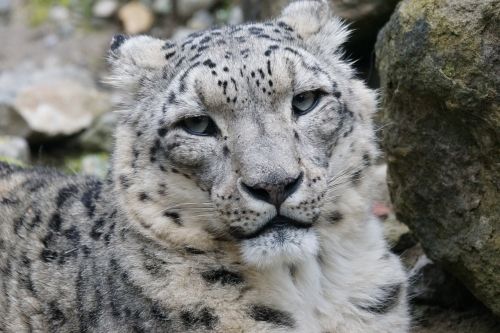 Sniego Leopardas, Patinas, Katė, Žinduolis, Neveikiantis