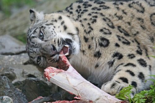 Sniego Leopardas, Maistas, Valgyti, Fangs
