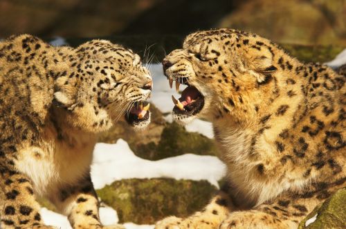 Sniego Leopardai, Leopardas, Katė, Wildcat, Plėšrūnai, Gyvūnai, Gamta