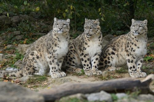 Sniego Leopardai, Šeima, Berniukas, Laukinės Gamtos Fotografija