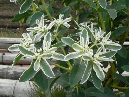 Sniegas Ant Kalno, Euphorbiaceae, Euphorbija, Baltos Gėlės, Žalia Gėlės