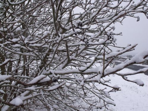 Sniegas,  Medis,  Sniegas Ant Medžio
