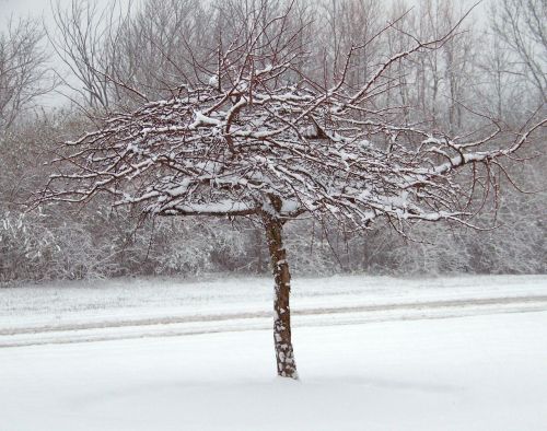 Sniegas,  Medžiai,  Kalėdos,  Xmas,  Žiema,  Sniegas Ant Medžio