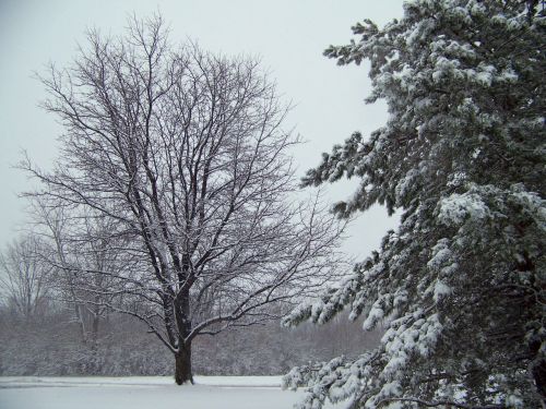 Sniegas,  Visžalis,  Medžiai,  Kalėdos,  Xmas,  Žiema,  Sniegas Ant Medžių
