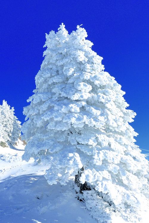 Sniego Skulptūra, Rigi, Centrinė Šveicarija