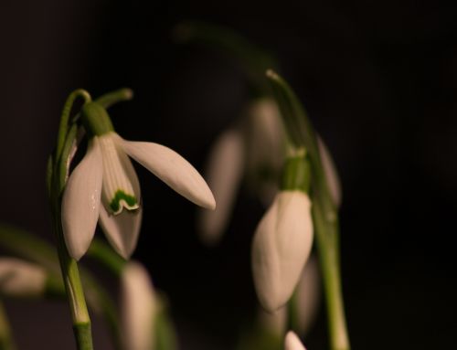 Sniego Danga, Makro, Baltos Gėlės, Pavasaris