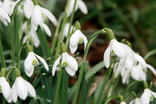 Sniego Danga, Maerzgloeckchen, Pavasaris Knotenblume, Idiliškas, Gražus, Žiedas, Žydėti, Žydėti, Leucojum Vernum, Augalas, Gamta, Pavasario Požymiai, Amaryllidaceae