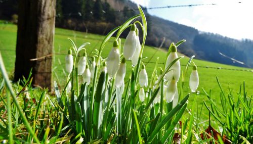 Sniego Žiedai, Gamta, Pavasaris, Gėlės, Žalias, Baltos Gėlės, Liuksemburgas