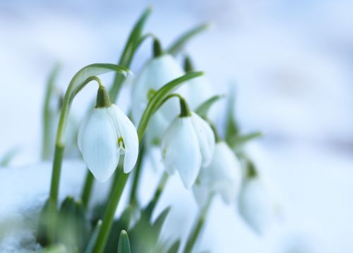 Sniego Žiedai,  Pavasario Gėlės,  Gėlių Svogūnėliai,  Balta,  Sniegas,  Be Honoraro Mokesčio