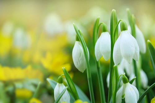 Snieguolės,  Baltos Gėlės,  Pavasaris,  Gėlių Svogūnėliai