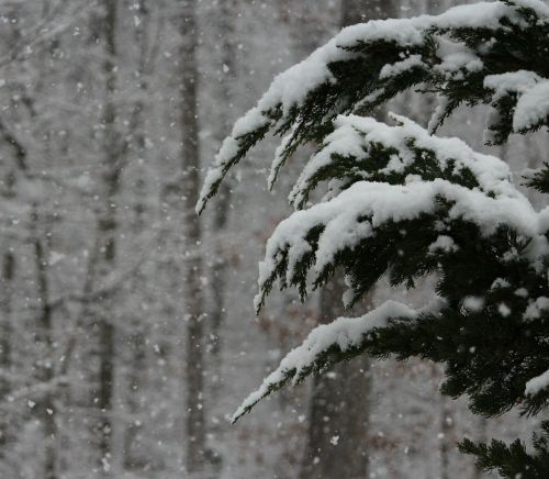 Sniegas, Sniegas, Žiema, Audra, Snaigės, Snieguotas, Oras, Gruodžio Mėn ., Sausis, Sezonas, Sezoninis, Šaltas, Šaltas, Medis, Filialai