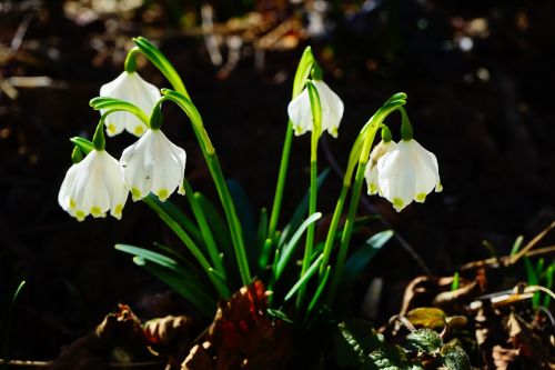 Snaigė, Gėlė, Žiedas, Žydėti, Balta, Miškas, Miško Gėlė, Pavasario Gėlė, Pavasaris, Fruehlingsknotenblume, Žydėti, Pavasaris Knotenblume, Maerzgloeckchen, Gražus, Idiliškas, Puiki Sniego Danga, Leucojum Vernum, Amaryllidaceae, Leucojum, Augalas, Zwiebelpflanze, Stiebas, Varpas