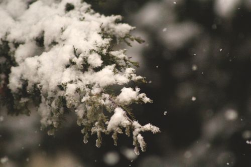 Sniegas, Pušis, Sniegas, Pušis, Žiema, Žiemos Medžiai