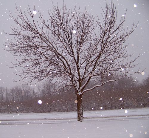 Sniegas,  Medis,  Kalėdos,  Xmas,  Sniegas