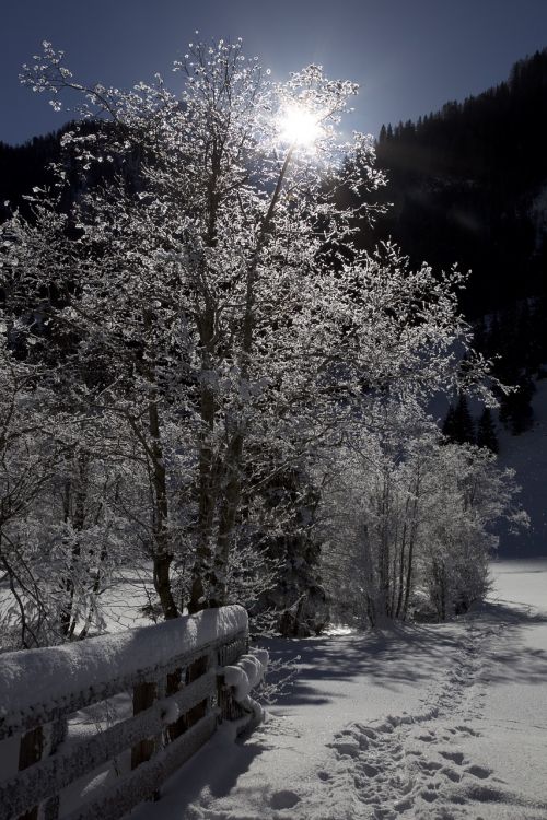 Snieguotas, Medžiai, Žiemą, Žiemos Magija, Snieguotos Medžiai