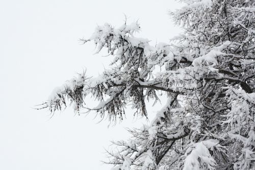 Snieguotas, Miškas, Gamta, Žiema