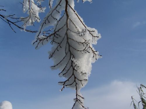 Snieguotas Kirvis, Žiema, Gamta