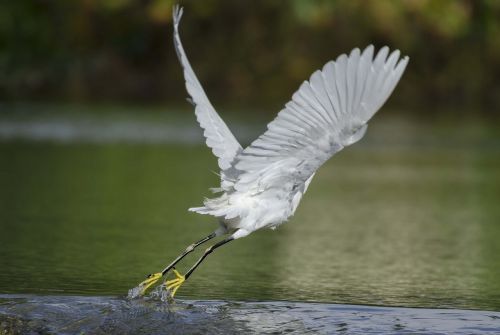 Snieguotas Egret, Skristi, Kilti, Atvartas, Paukštis, Laukinė Gamta, Skraidantis, Gamta, Vanduo, Vandens Paukštis, Lauke, Plunksnos, Pelkė, Kaklas, Grakštus, Skrydis, Sparnai