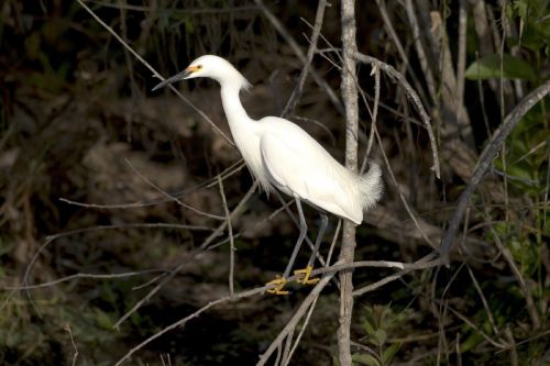 Egret,  Snieguotas,  Vandens Paukščiai,  Paukštis,  Didelis,  Heronas,  Plumėjimas,  Dykuma,  Portretas,  Tapetai,  Fonas,  Viešasis & Nbsp,  Domenas,  Balta,  Šlapynes,  Sustingęs,  Medis,  Casmerodius & Nbsp,  Albus,  Žiūri,  Galūnė,  Snieguotas Egret