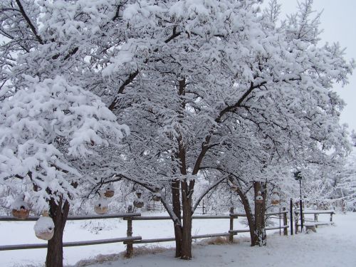 Sniegas,  Saldainiai & Nbsp,  Medžiai,  Sniego Padengtos & Nbsp,  Tiektuvai,  Moab,  Utah,  Snieguotos Sėklos Medžiai 2008 M