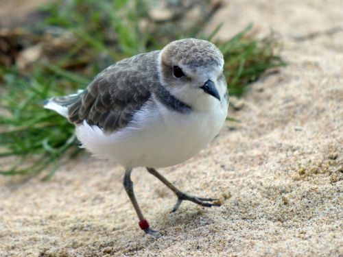 Paukštis,  Paukščiai,  Snieguotas & Nbsp,  Plover,  Charadrius & Nbsp,  Nivosus,  Wader,  Plovers,  Snieguotas Plover