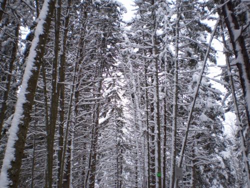 Žiema,  Sniegas,  Medis,  Miškas,  Snieguotas Medis