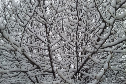 Snieguotas Medis, Sniegas, Žiema, Medis, Šaltas