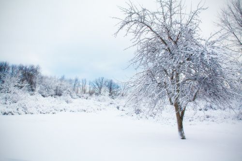 Snieguotas Medis, Sniegas, Žiema, Kraštovaizdis, Lauke, Balta