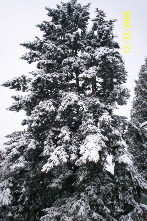 Sniegas,  Medžiai,  Kraštovaizdis,  Snieguotos Medžiai