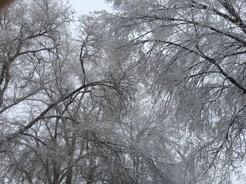 Sniegas,  Medžiai,  Elnias,  Colorado,  Oras,  Žiema,  Snieguotos Medžiai