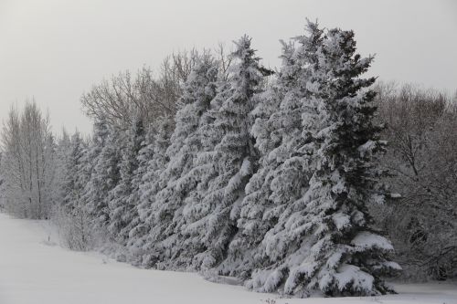 Medis,  Miškas,  Sniegas,  Šaltis,  Žiema,  Šaltas,  Per Naktį,  Pušis,  Filialai,  Kraštovaizdis,  Snieguotos Medžiai