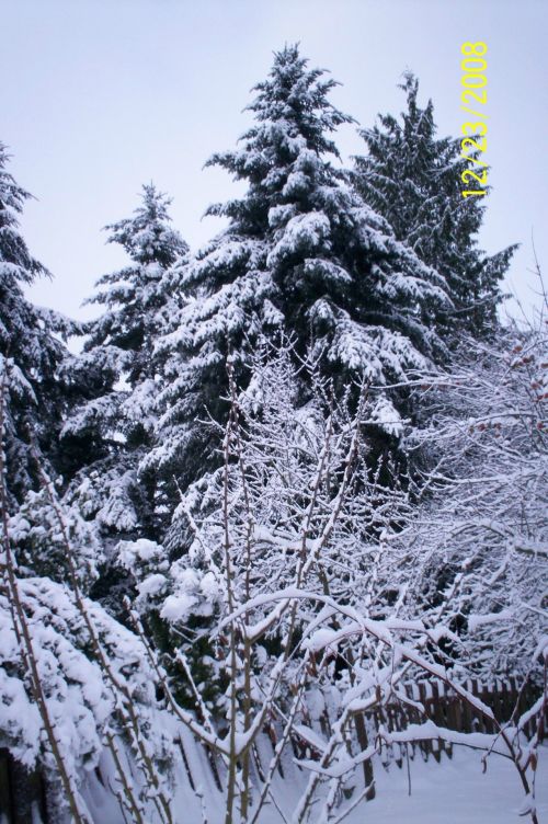 Sniegas,  Medžiai,  Kraštovaizdis,  Snieguotos Medžiai Ii