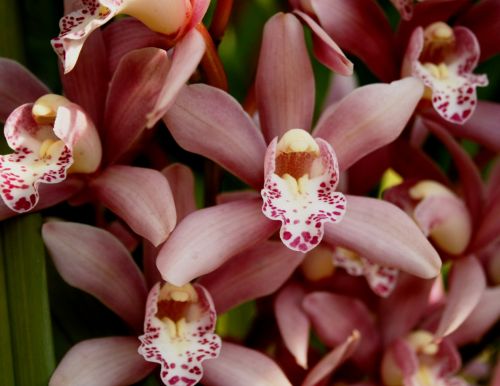 Orchidėjos,  Gėlės,  Rožinis,  Minkštas,  Subtilus,  Puikūs,  Egzotiškas,  Atogrąžų,  Populiarus,  Minkštos Rožinės Orchidėjos