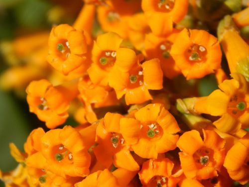 Solanaceae, Gėlės, Laukiniai, Apelsinai