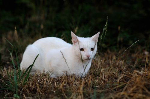 Kietas Baltas Katinas, Naminiai Gyvūnai, Atsiprašau Dėl To, Sat, Lauke
