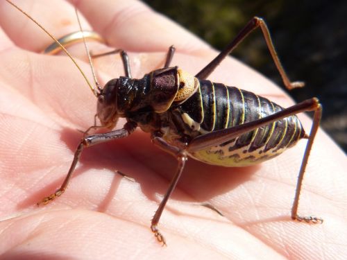 Somereta Montsant, Vabzdys, Endeminis, Lluciapomaresius Panteli, Kriketas, Somereta