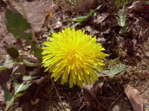 Sonchus Oleraceus, Gėlė, Pavasaris, Kiaulpienė