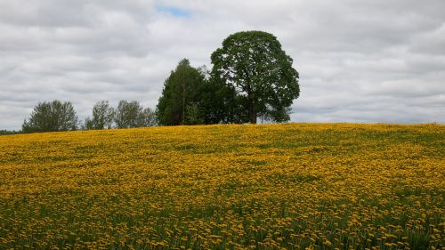 Sonchus Oleraceus, Pieva, Gėlės