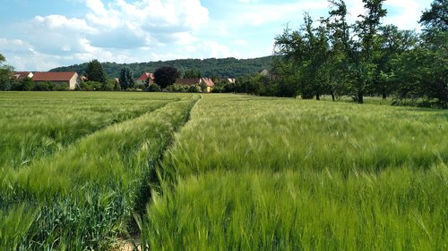 Sörnewitz,  Niva,  Boselfelsen,  Coswig,  Meissen,  Vasara,  Žemdirbystė,  Žalias