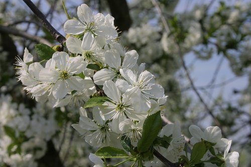 Rūgšti Vyšnia,  Gėlė,  Baltos Spalvos,  Pavasaris