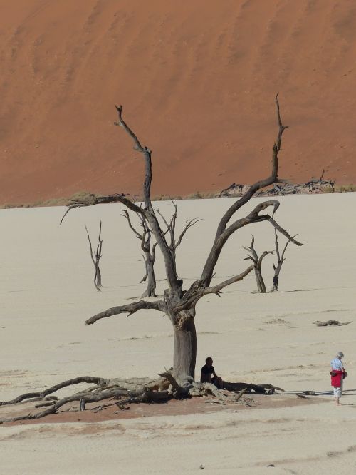 Soussousvlie, Mirę Medžiai, Namibija, Afrika, Dykuma
