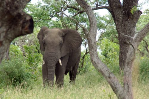 Dramblys, Pietų Afrika, Kruger Parkas, Afrika, Gyvūnas
