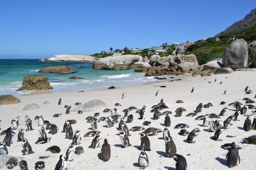 Pingvinas, Pietų Afrika, Cape Town, Papludimys, Vandenynas