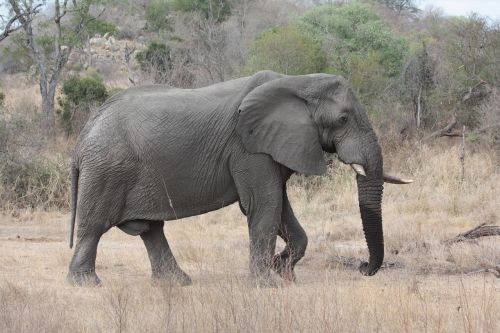 Pietų Afrika, Kruger Parkas, Dramblys, Savana, Gyvūnas