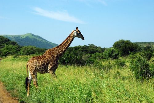 Pietų Afrika, Kruger Parkas, Žirafa, Savana, Laukiniai