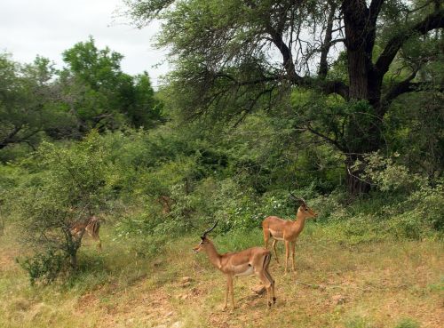 Pietų Afrika, Nendrės, Kruger Parkas, Antilopės, Laukiniai, Safari
