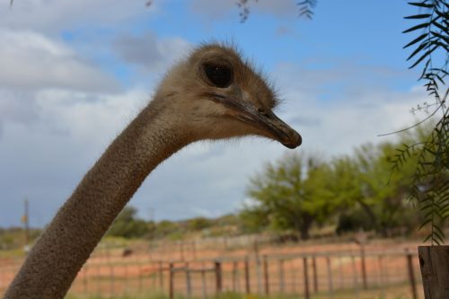 Pietų Afrika, Strausas, Ūkis, Afrika, Laukinės Gamtos Fotografija, Galva, Didelis Paukštis, Paukščių Strutis
