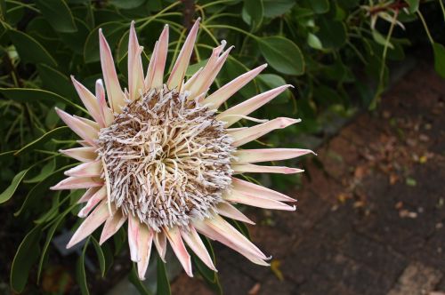 Pietų Afrika, Kirstenbosch, Gėlė, Cape Town, Botanikos Sodas, Karaliaus Proteas, Nacionalinė Gėlė, Protea