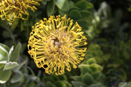 Pincushion, Leucospermum, Pietų Afrika, Gėlė, Augalas, Žiedas, Žydėti, Geltona